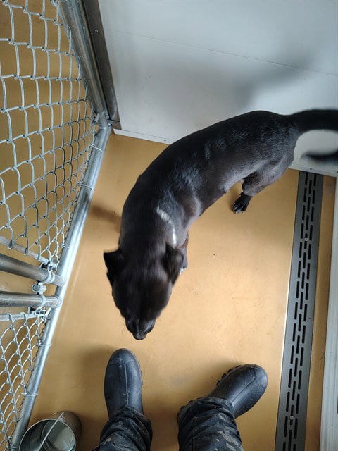 Photo of Doclee Holiday, adoptable Labrador Retriever in Casper, Wyoming