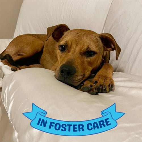 Photo of Heather, adoptable Rhodesian Ridgeback in Tallahassee, Florida