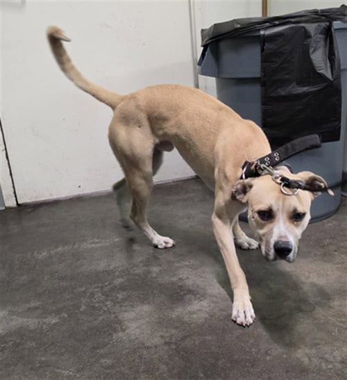 Photo of Huedo, adoptable Labrador Retriever in Los Angeles, California