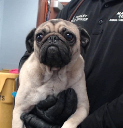 Photo of Ladypug, adoptable Pug in Phoenix, Arizona