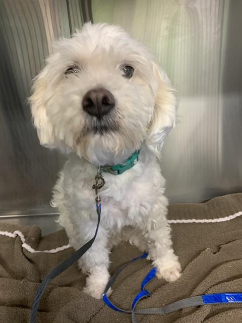 Photo of Snoopy, adoptable Poodle (Miniature) in Grand Prairie, Texas