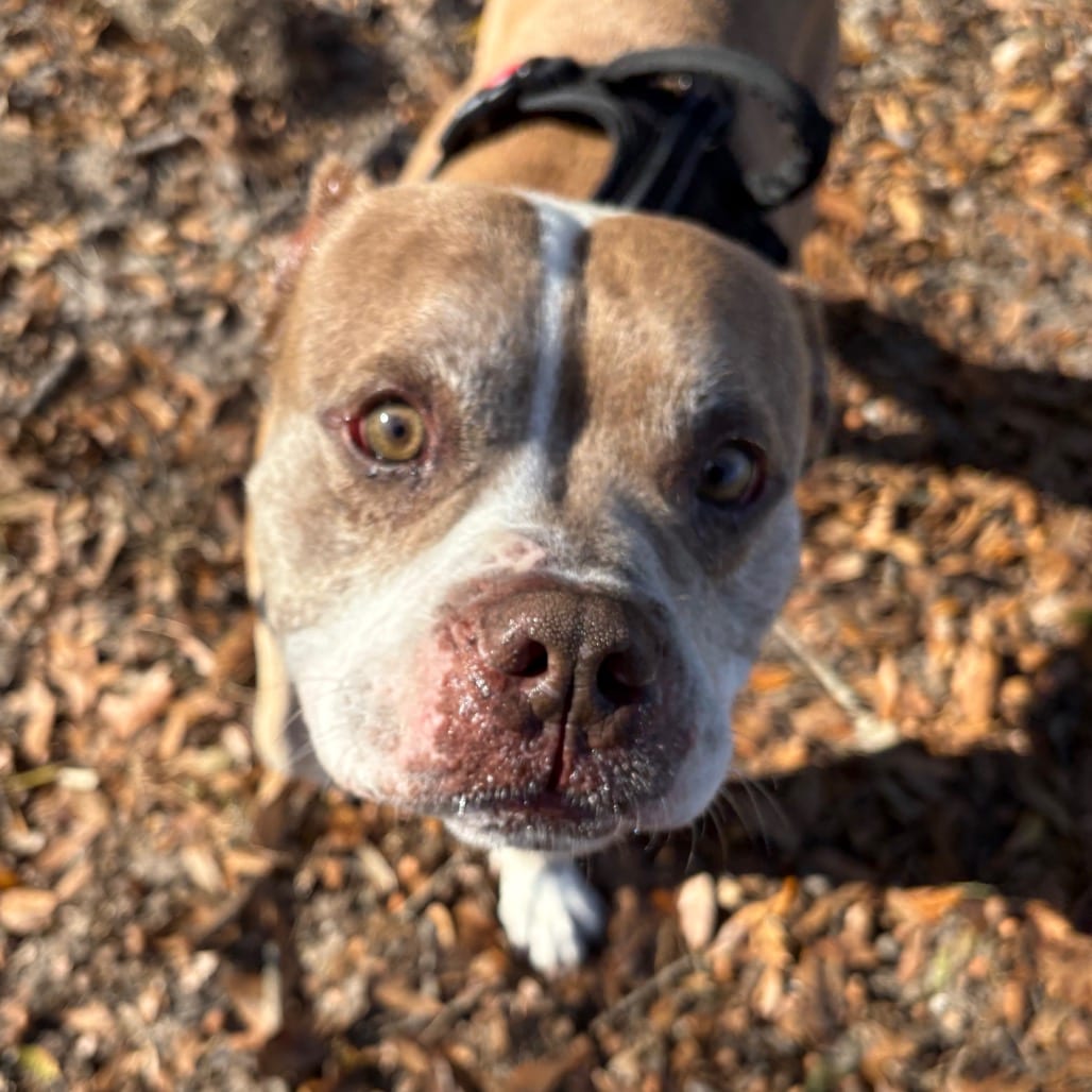 Photo of Hamlet, adoptable Mixed Breed (Large) in Gainesville, Florida