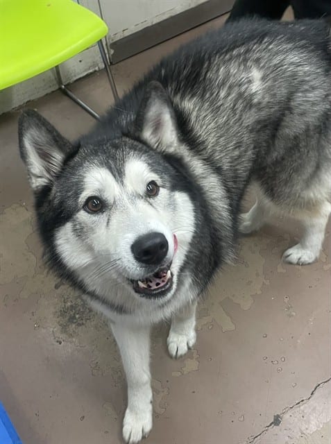 Photo of Dutches, adoptable Siberian Husky in Chicago, Illinois