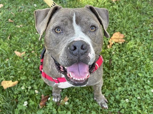 Photo of Knight, adoptable Pit Bull Terrier in Ojai, California