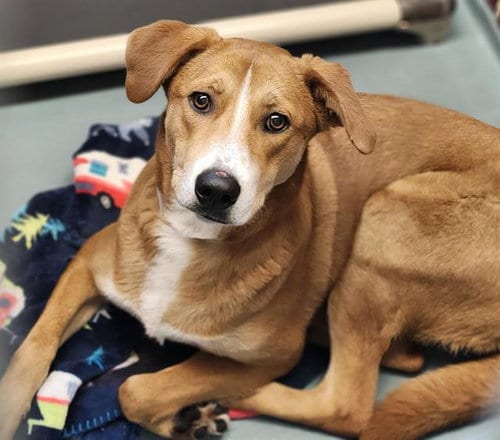Photo of Artemis, adoptable Labrador Retriever in Houston, Texas