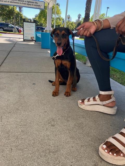 Photo of Shiloh, adoptable Doberman Pinscher in Long Beach, California