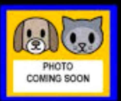 Photo of Boi, adoptable American Staffordshire Terrier in San Antonio, Texas