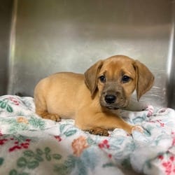 Photo of Captain Hook Reeves 1209, adoptable Hound (Unknown Type) in Loxahatchee, Florida