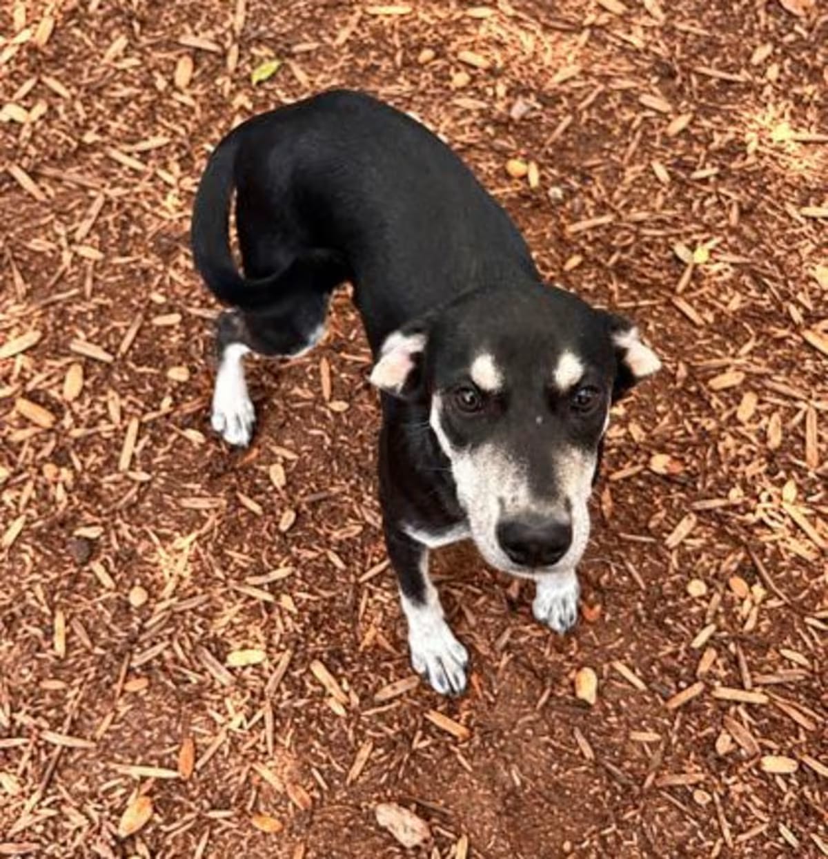Photo of Alaska, adoptable Mixed Breed (Medium) in Cumming, Georgia