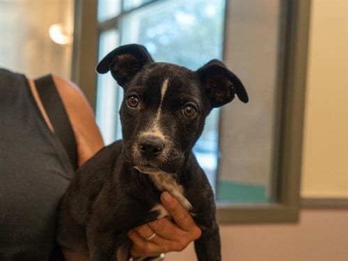 Photo of Elvira, adoptable Pit Bull Terrier in Martinez, California