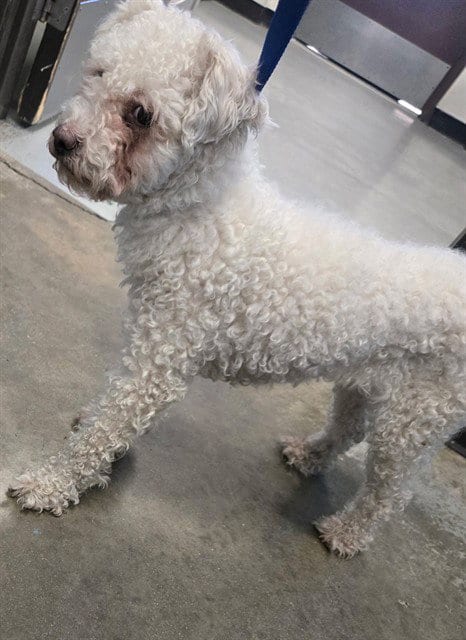 Photo of A171396, adoptable Poodle (Miniature) in Bakersfield, California