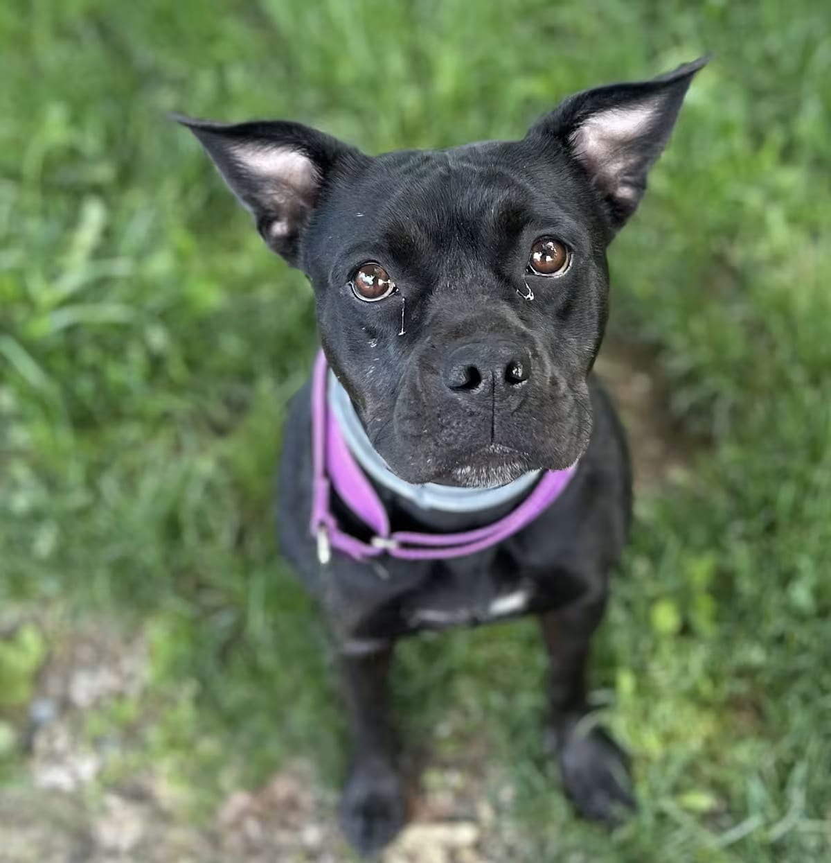 Photo of Nova, adoptable Mixed Breed (Medium) in Carmel, New York