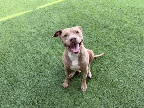 Photo of Blue, adoptable American Pit Bull Terrier in Garland, Texas