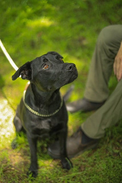 Photo of Jack, adoptable Labrador Retriever in Farmersville, Texas