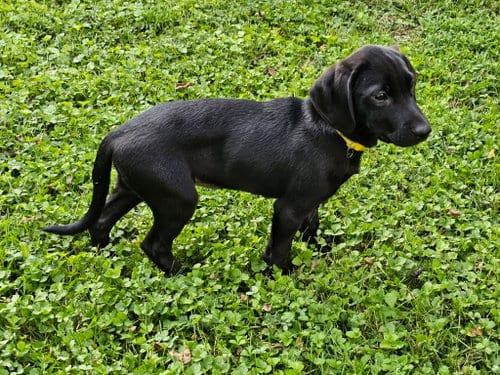 Photo of Puppy Frannie, adoptable Labrador Retriever in Sussex, New Jersey