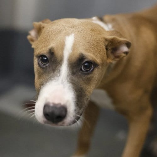 Photo of Baby Girl, adoptable American Staffordshire Terrier in San Antonio, Texas