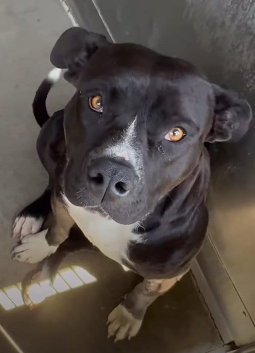Photo of LeAnn, adoptable American Staffordshire Terrier in Alta Loma, California