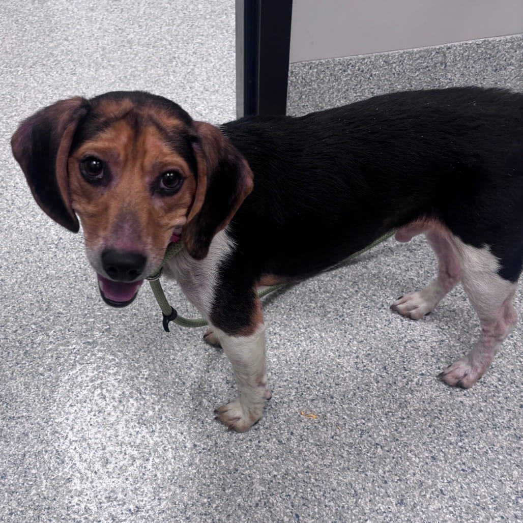 Photo of Chucky, adoptable Beagle in Spartanburg, South Carolina