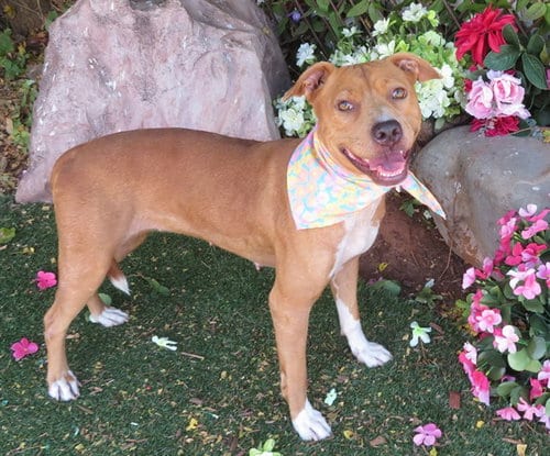 Photo of Goldie, adoptable Pit Bull Terrier in Oklahoma City, Oklahoma