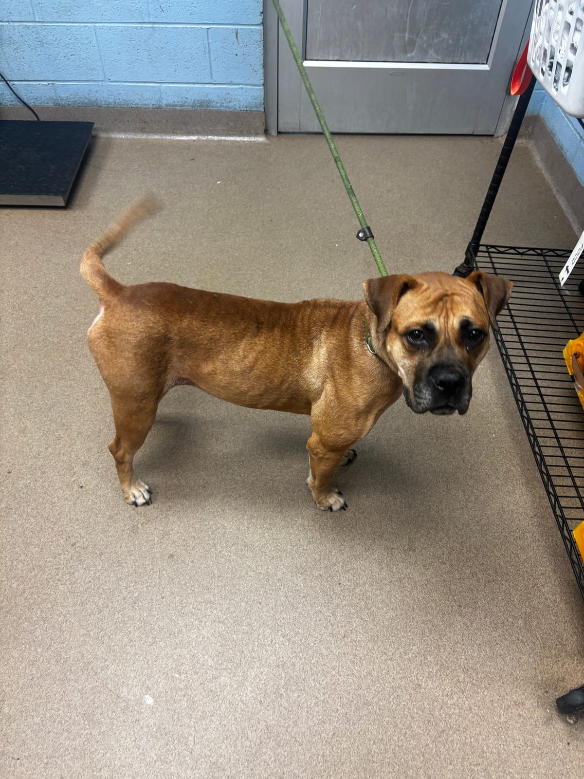 Photo of Ashveil, adoptable dog in Chamblee, Georgia