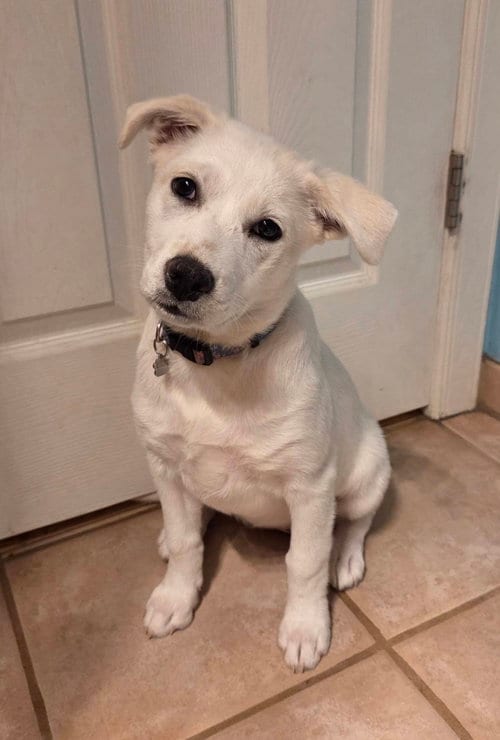 Photo of Pearl #2, adoptable Shiba Inu in Chandler, Arizona