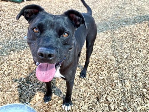 Photo of Jake, adoptable American Pit Bull Terrier in Albuquerque, New Mexico