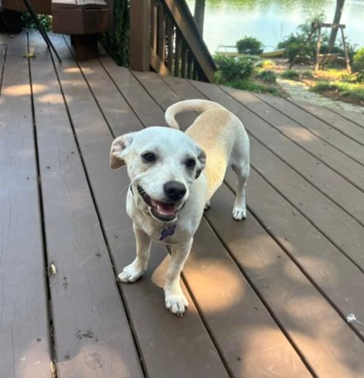 Photo of Daniel, adoptable Chihuahua/Jack Russell Terrier in Raleigh, North Carolina