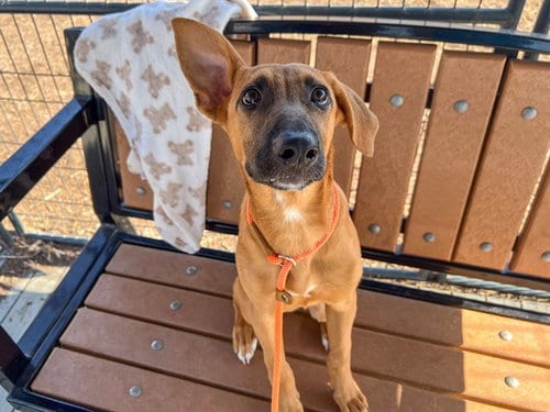 Photo of Apollo, adoptable Doberman Pinscher in Orange, California