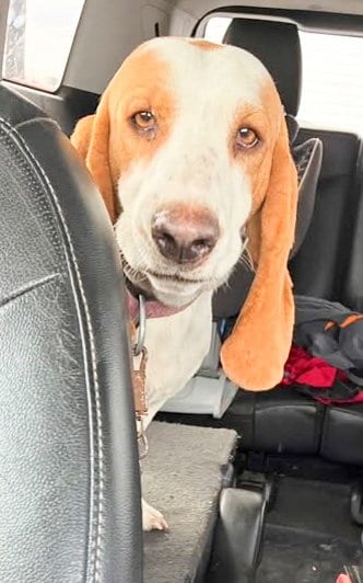 Photo of Hannah, adoptable Basset Hound in Milmay, New Jersey