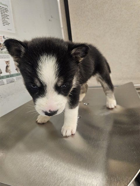 Photo of Coco Puffs, adoptable Husky in Baldwin Park, California