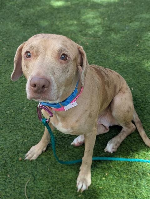 Photo of Nelli, adoptable Pit Bull Terrier in Las Vegas, Nevada