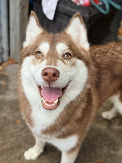 Photo of Amira, adoptable Siberian Husky in Chicago, Illinois