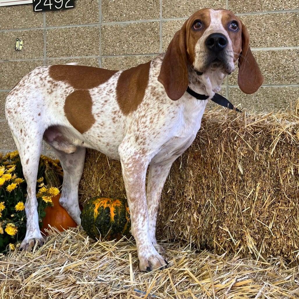 Photo of Phineas, adoptable Coonhound, Treeing Walker