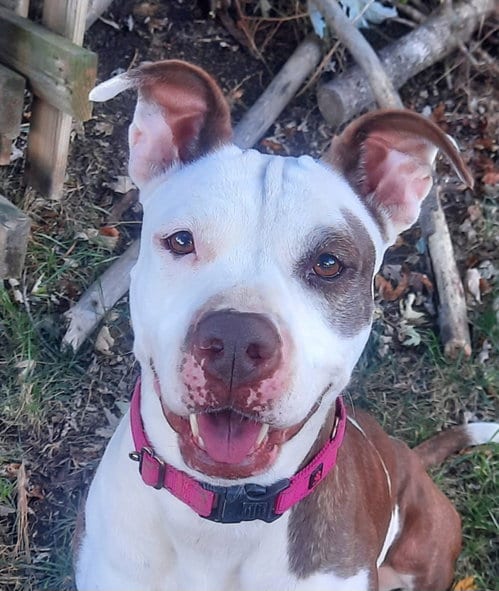 Photo of Sweet as "Honey", adoptable American Pit Bull Terrier in Cuyahoga Falls, Ohio