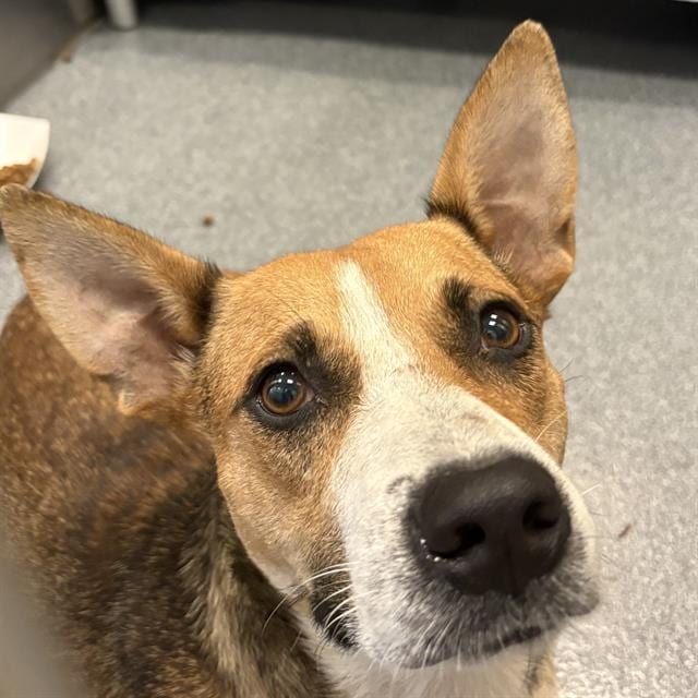 Photo of Peaches, adoptable Basenji mix
