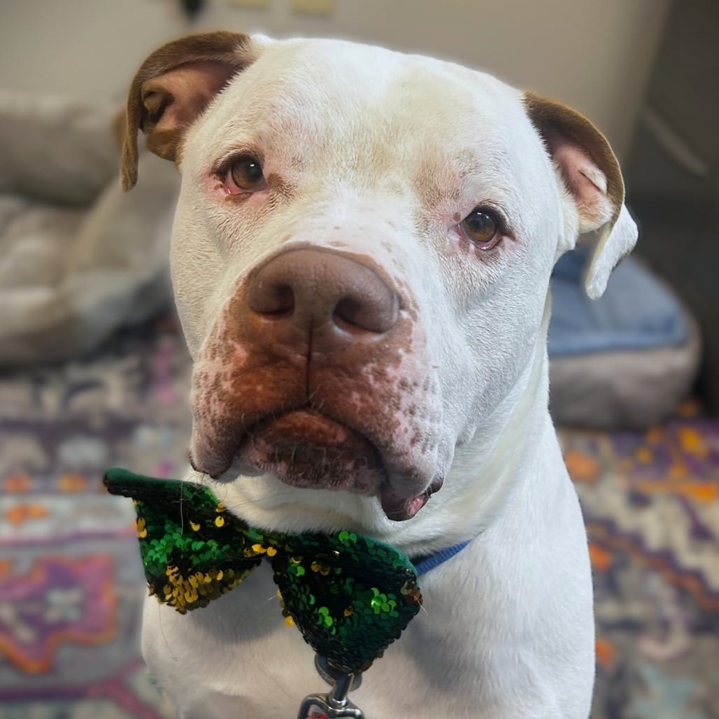 Photo of Zeus, adoptable Mixed Breed (Large) in Dayton, Ohio