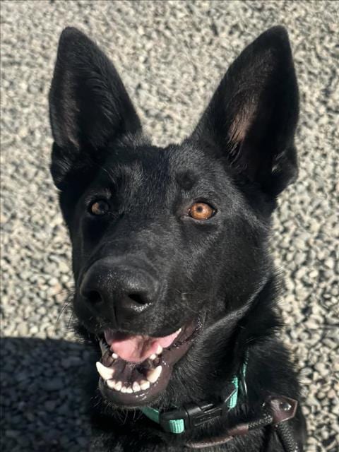 Photo of Kehlani, adoptable German Shepherd Dog in Woodland, California
