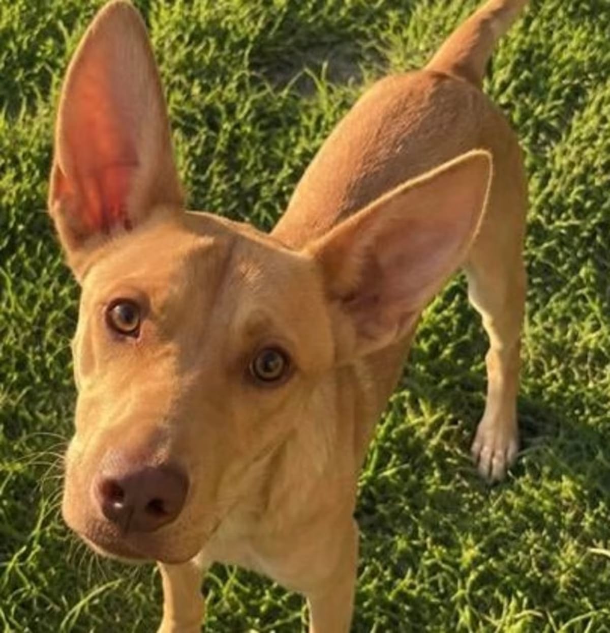 Photo of Wade, adoptable Husky/Labrador Retriever in FUQUAY VARINA, North Carolina