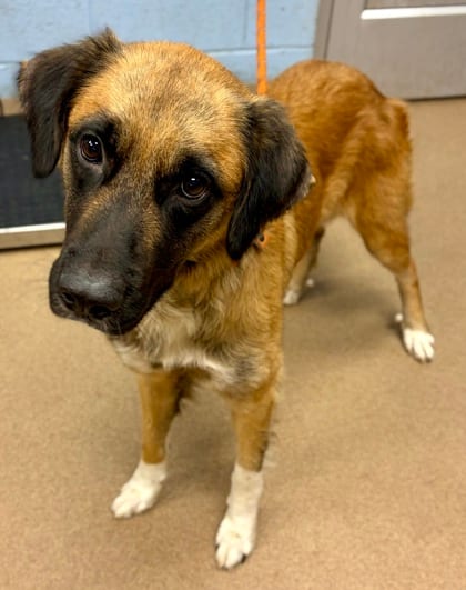 Photo of Gabriella, adoptable dog in Chamblee, Georgia