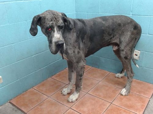 Photo of Hercules, adoptable Great Dane in Downey, California