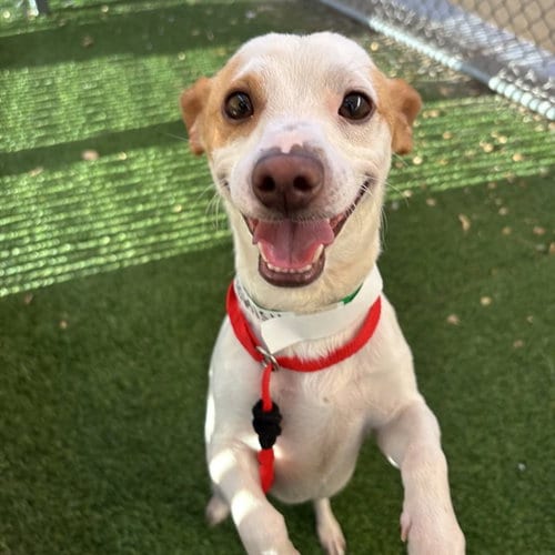 Photo of Spirit, adoptable Chihuahua in Phoenix, Arizona