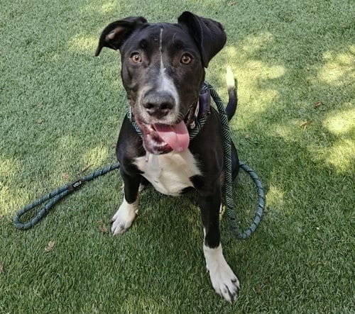 Photo of Zagreus, adoptable Pit Bull Terrier in San Jose, California