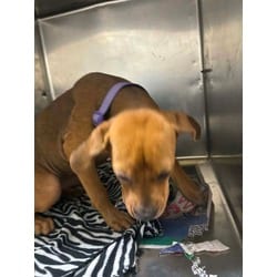 Photo of Okra, adoptable Mixed Breed (Medium) in Baton Rouge, Louisiana