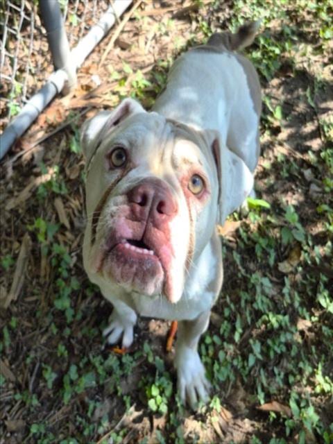 Photo of Tilly, adoptable American Bulldog in Houston, Texas