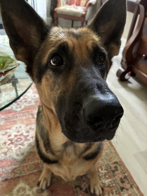 Photo of Bailey 7309, adoptable German Shepherd Dog in Centreville, Virginia