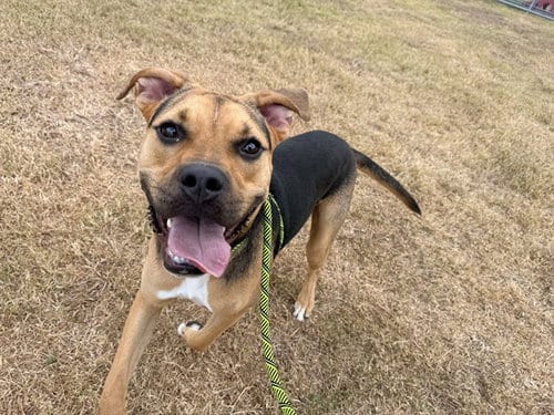 Photo of Xen, adoptable Boxer in Corpus Christi, Texas