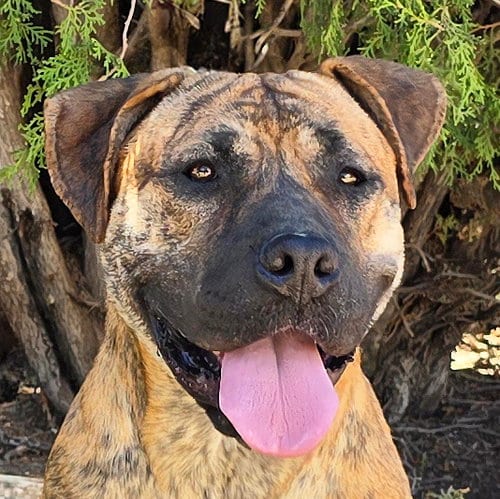Photo of The Amazing Ms Miata ~ Mastiff Bully, adoptable Mastiff in Albuquerque, New Mexico