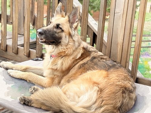 Photo of Demi, adoptable German Shepherd Dog in Evergreen, Colorado