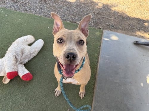 Photo of Moonstone, adoptable American Pit Bull Terrier in Phoenix, Arizona
