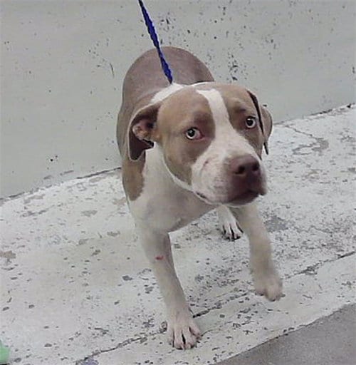 Photo of Annie, adoptable Staffordshire Bull Terrier in Houston, Texas